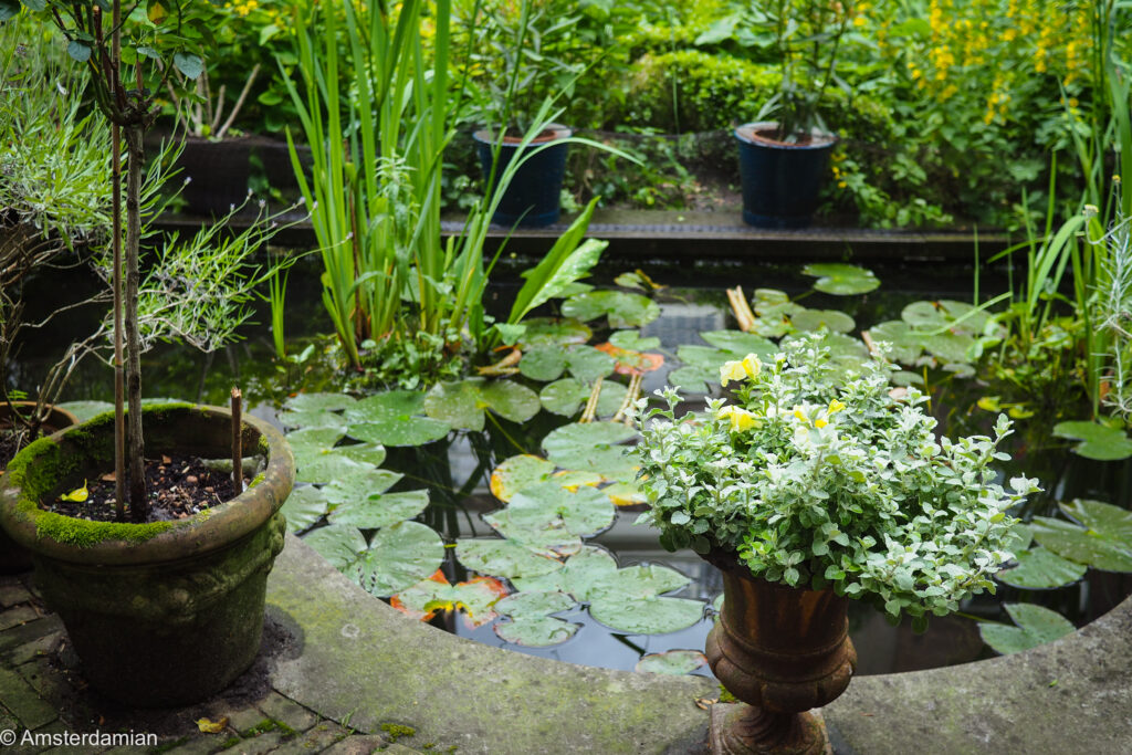 Small pond with water lilies and koi in a hidden canal garden during Open Garden Days Amsterdam