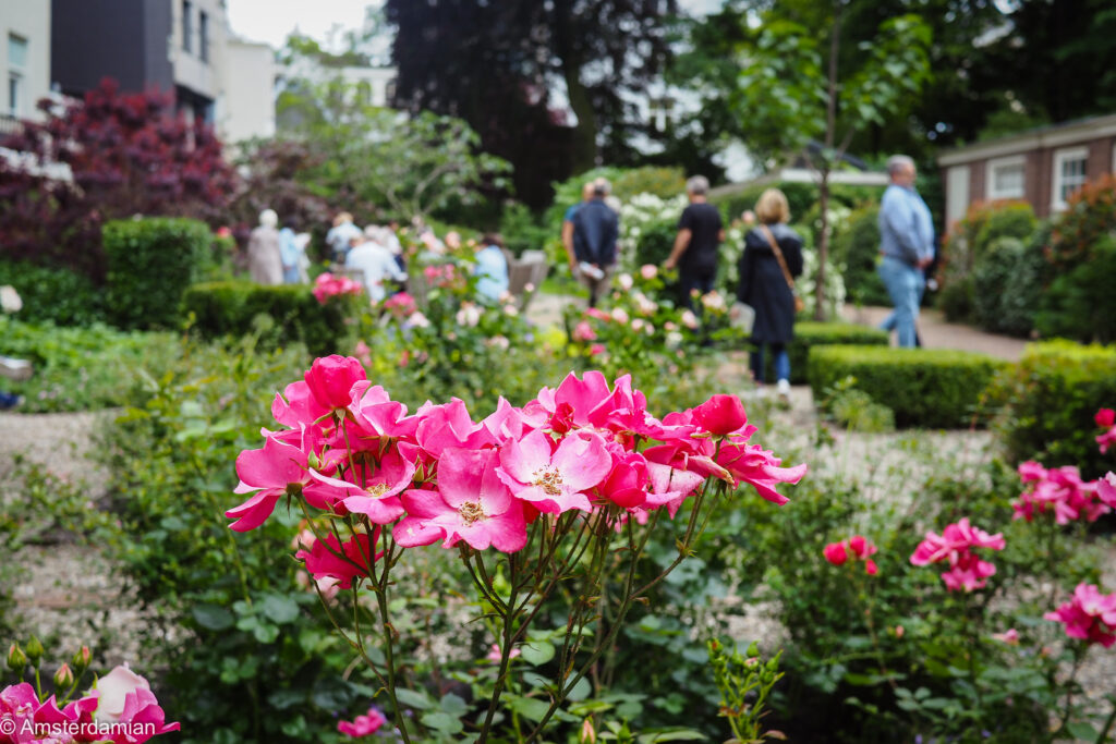 Pink roses in bloom with visitors strolling a formal canal garden during Open Garden Days Amsterdam