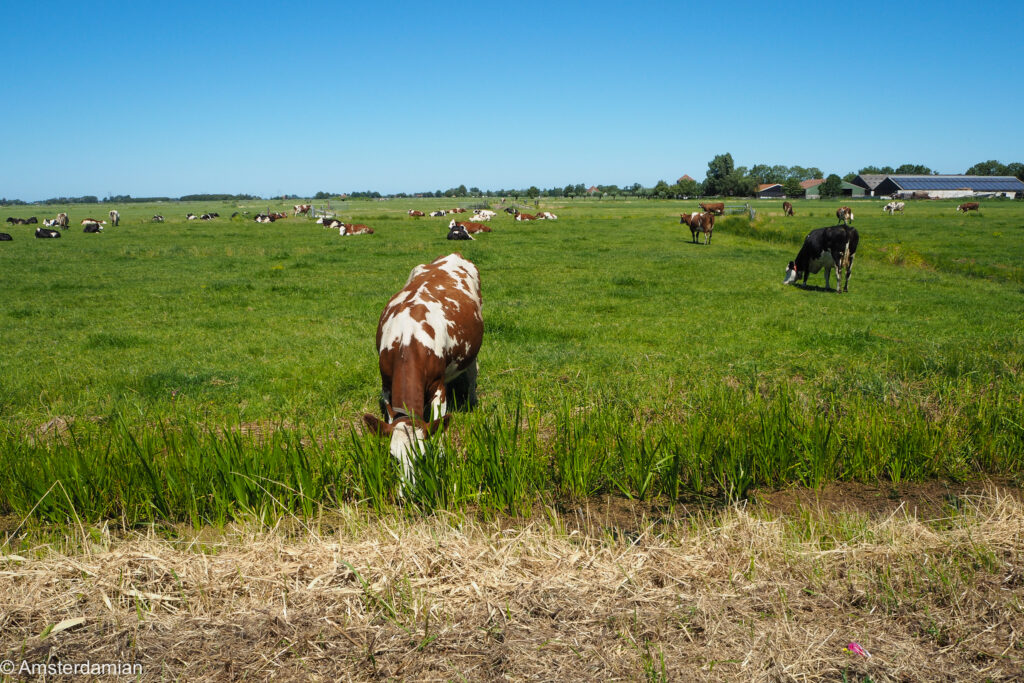 Red-and-white and black-and-white Dutch dairy cows grazing across a wide green polder meadow with a farm on the horizon