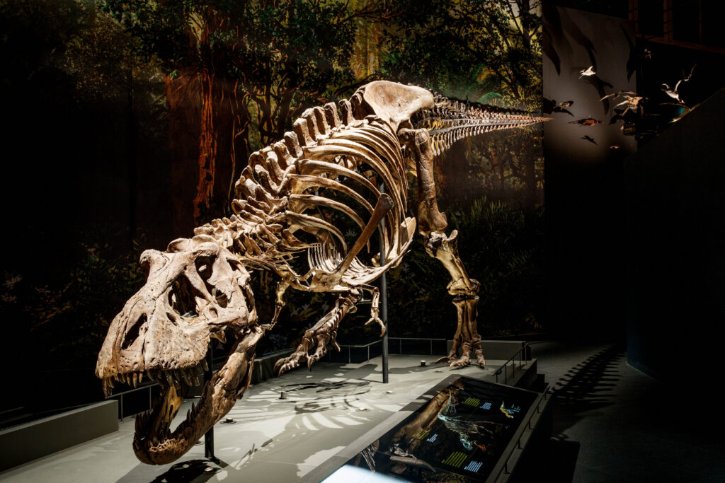 Dinotijd Trex Museum Naturalis Leiden