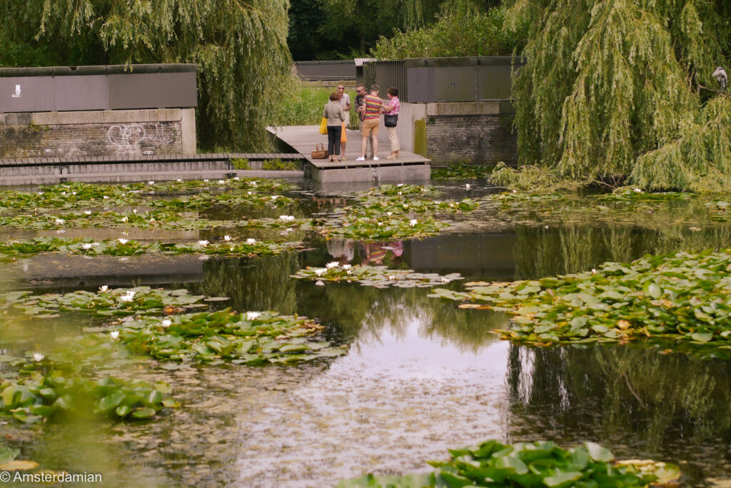 Pond covered in water lilies in Westerpark