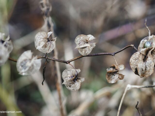 Looking for Beauty in Winter