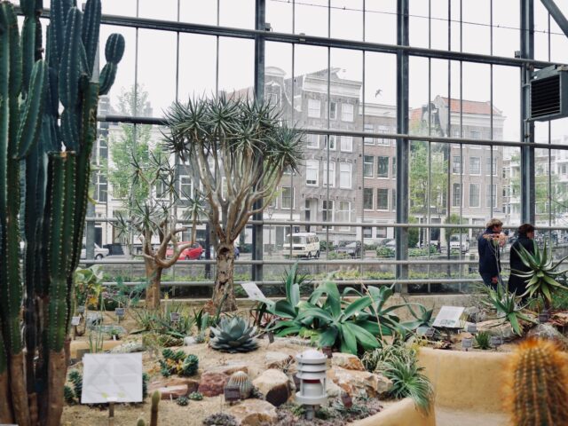 Stop and Smell the Flowers: Hortus Botanicus Amsterdam, One of the Oldest Botanical Gardens in the World