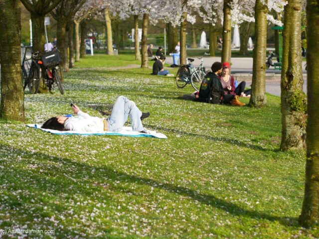 Spring joy: cherry blossom season in Amsterdam