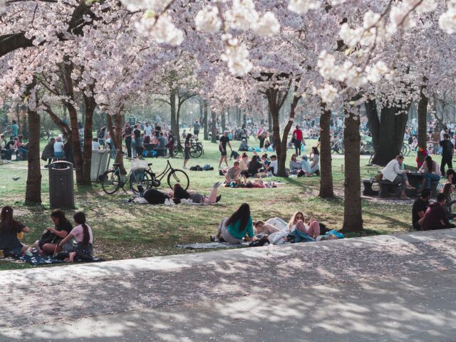 Who Cares about the Pandemic When It’s Cherry Blossom Time in Amsterdam?