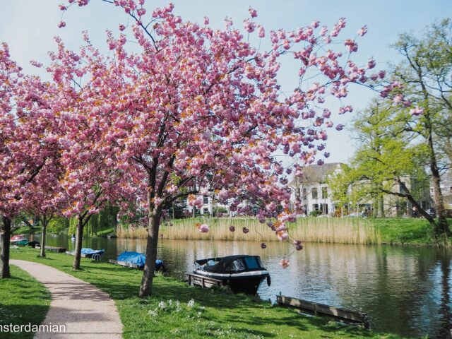 Cherry Blossom in Alkmaar
