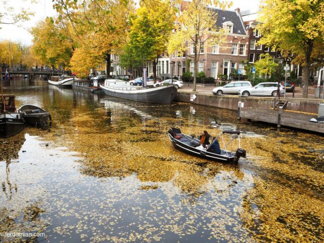 Autumn Colours As Therapy: Amsterdam Streets Covered in Yellow