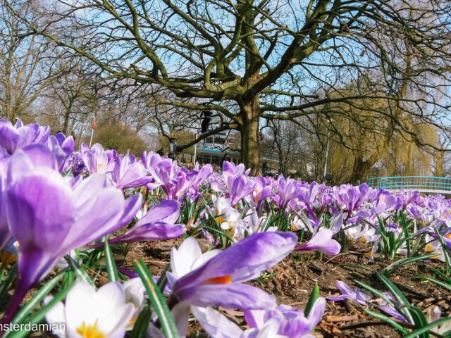 First Signs of Spring in the Netherlands