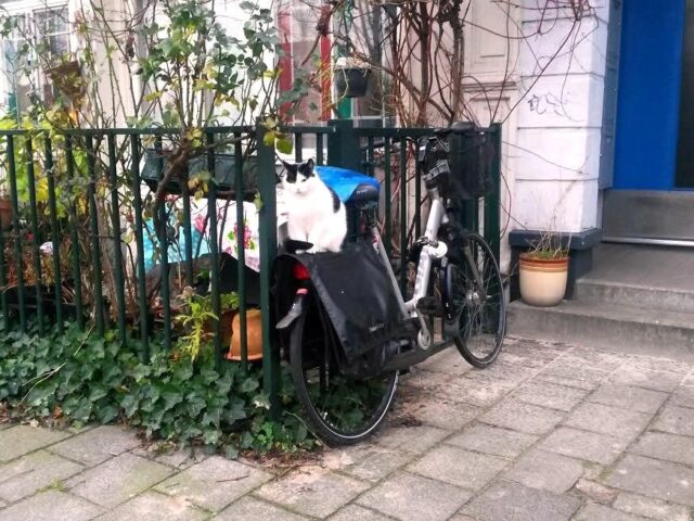 Cat on a bike