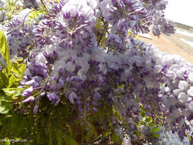 Acacia flowers